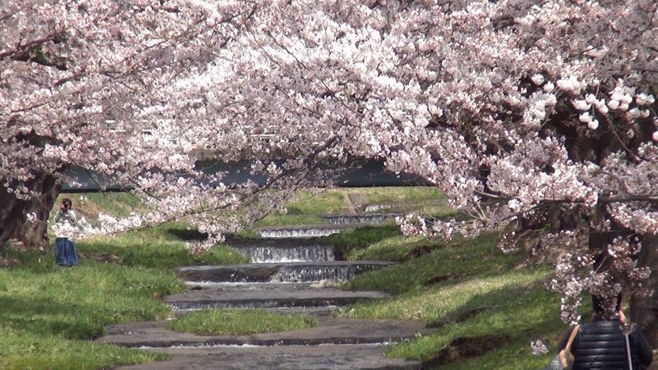 観音寺川桜まつり 21年 祭の日