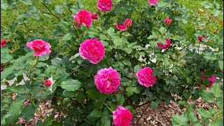 Gabriel Oak in Full Bloom