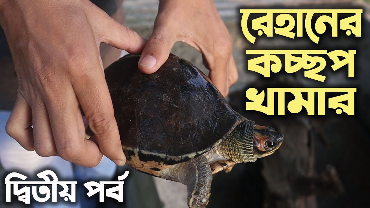 কচ্ছপ চাষ পদ্ধতি ও বাংলাদেশে কচ্ছপ এর দাম | Tortoise Farm in Bangladesh