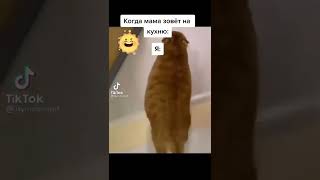 Кошка идёт за вкусняшки