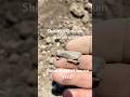 Metal detecting find from brothel house maybe #metaldetecting #treasuresearch #fyp