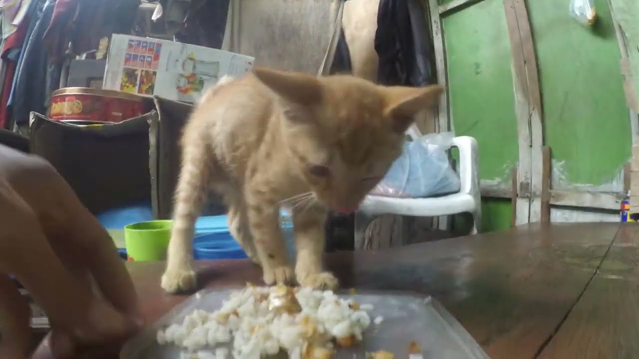 cat videos for cats to watch YouTube