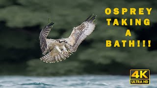 How Osprey take a bath | Scenic Wildlife Film With Calming Music  | Shot in 4K
