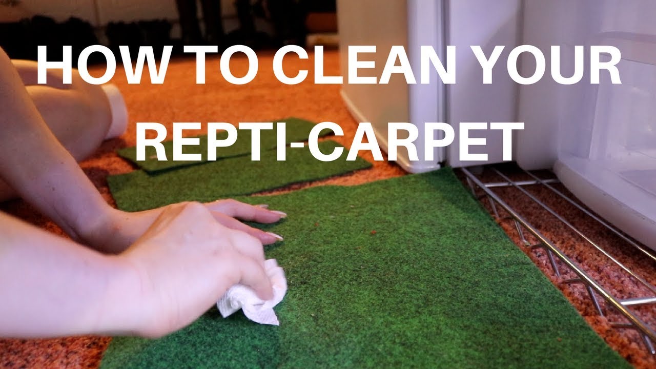 How to Clean Reptile Carpet?