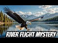 Why Eagles Love Flying Over Lakes and Rivers