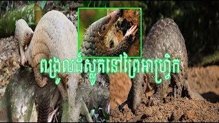 ពង្រូលជាសត្វពោរពេញដោយអាថ៌កំបាំងដែលអ្នកវិទ្យាសាស្ដ្របានដឹងតិចតួចពីវា|Khmer News Sharing