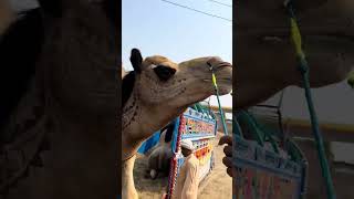 Camel dangerous Unloading 2026😳