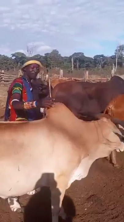 lukombola ndama jigushilaga ng'ombe 2025