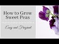 How to Grow Sweet Peas|Easy and Fragrant Cutting Flower