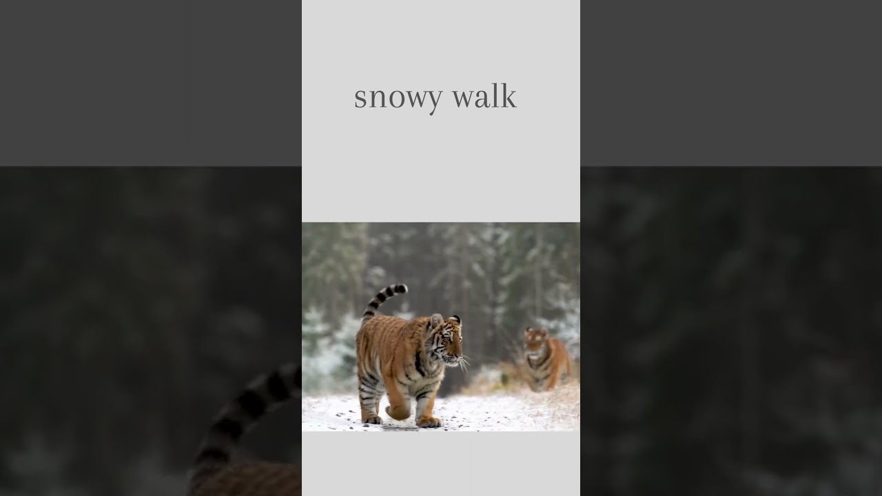 Tigers walk in snowy forest  