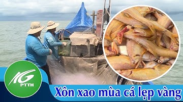 Ký ức miền quê | Xôn xao mùa cá lẹp vàng | THKG