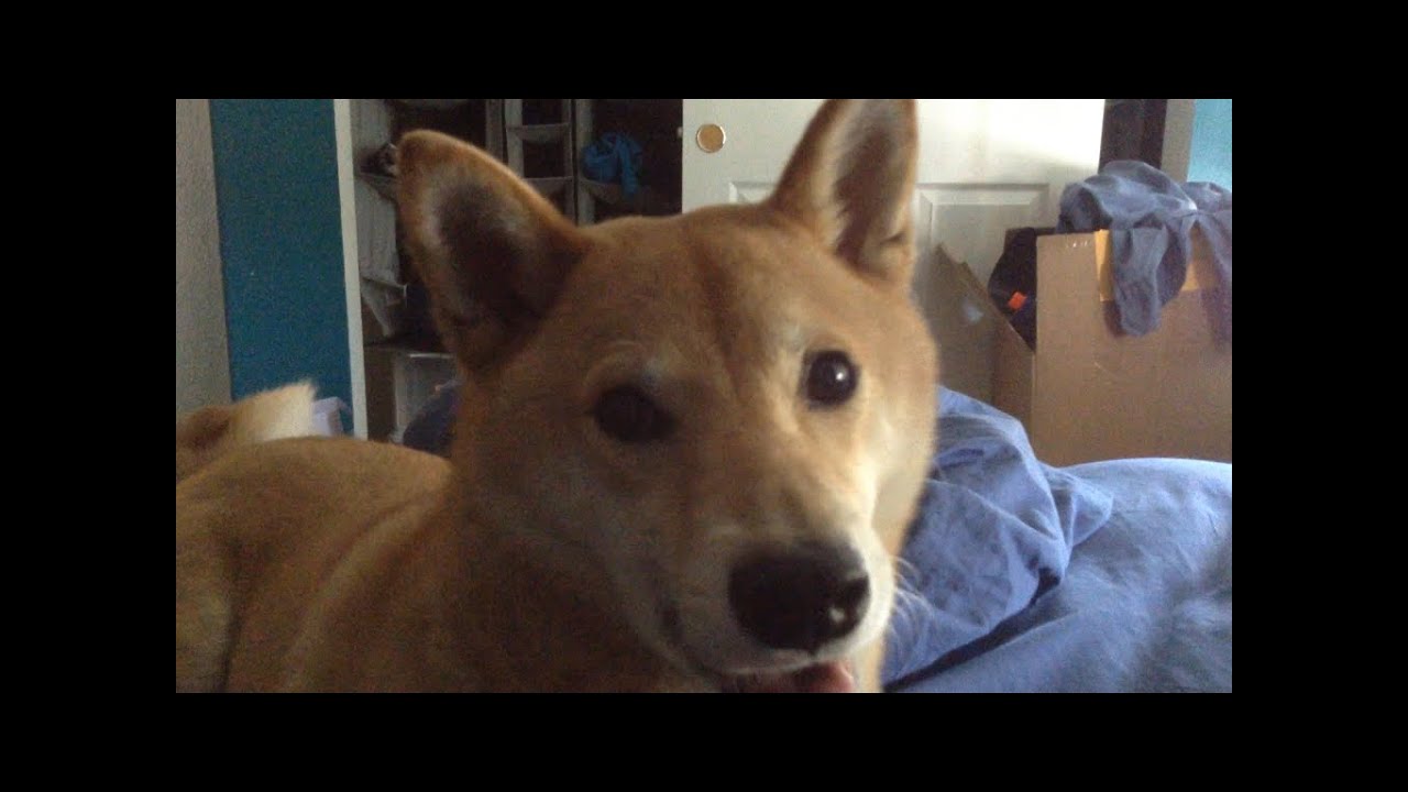 Shiba Inu Makes Hillarious and Adorable Noises YouTube