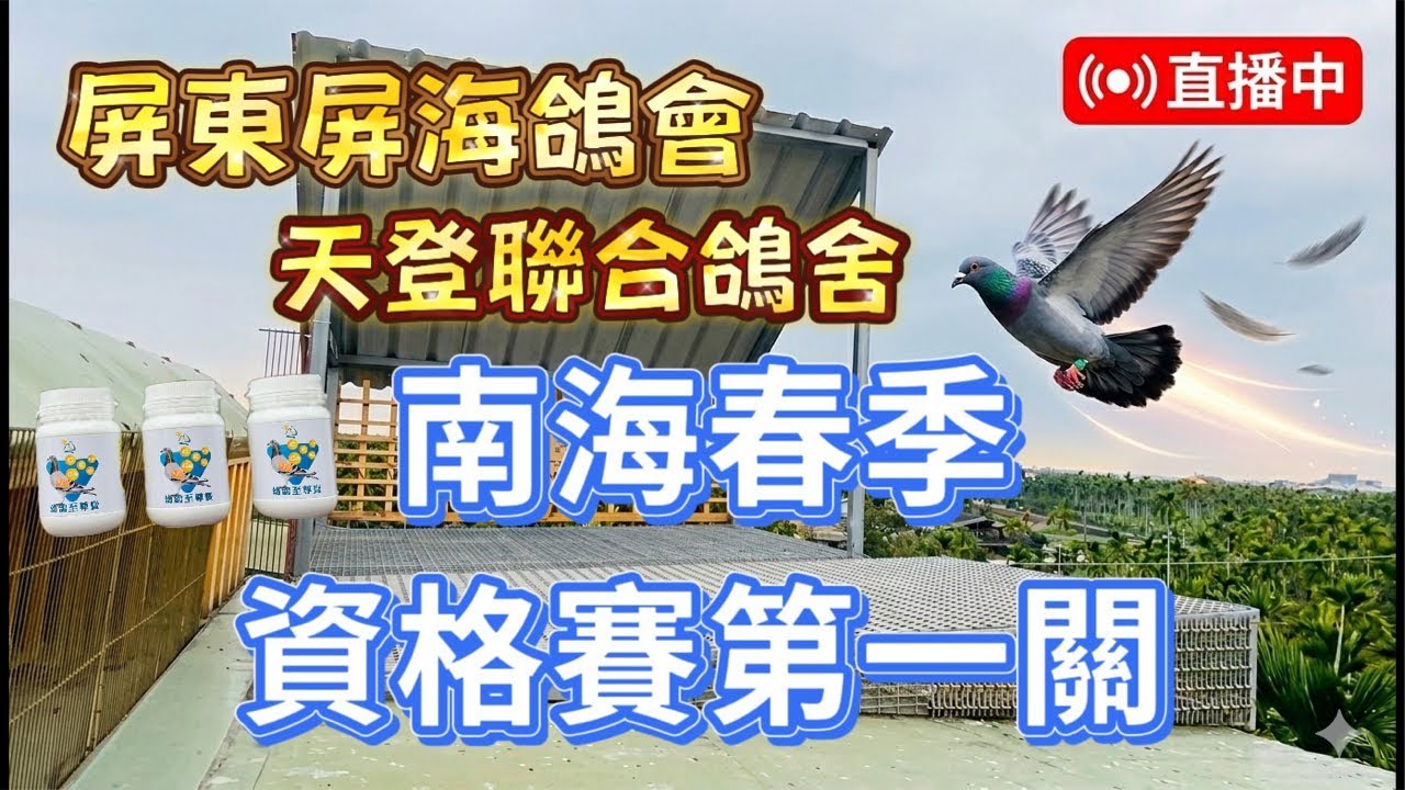 「恆盟賽鴿網」2026年南海春季資格ㄧ現場直播等鴿#賽鴿 #pigenos #恆盟賽鴿網 #線上等鴿#春季比賽#資格一#Taiwan#TaiwanPigeonSeaRace