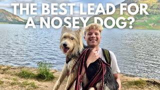 Should you walk your dog on a longline?