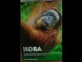 Borneo, Malaysia, Indonesia, Bali, and Singapore Seeking Orangutans - 2016