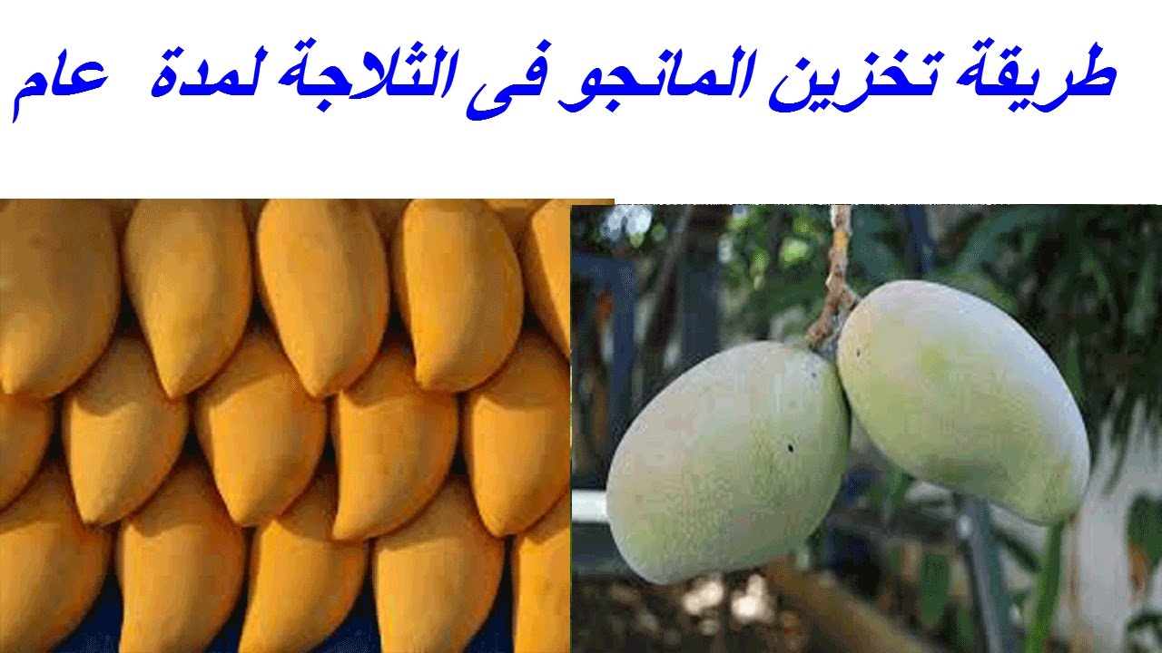 طريقة تخزين المانجو فى الثلاجة لمدة  عام
