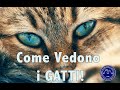 61 - Come vedono i colori i nostri animali (seconda parte: come vedono i gatti)