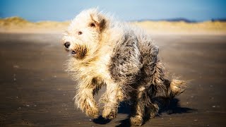 Do Dogs Have Floppy or Erect Ears?