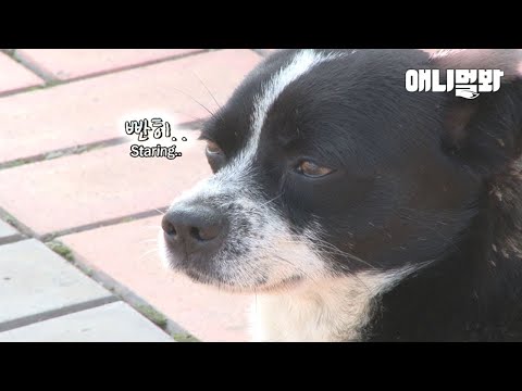 친구가 사라지고 편의점 앞 망부석이 된 강아지..ㅣDog Wouldn't Move At All In Front Of A Convenience Store