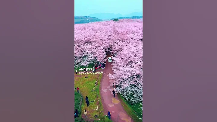 Largest Cherry Blossom Tree Garden in the World - Pingba farm, Guizhou, China - DayDayNews
