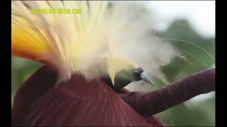 Papua New Guinea|National Bird Of Paradise.