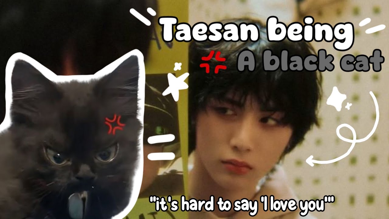 Taesan being a black cat
