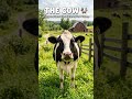10 lines on the cow
