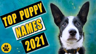 Top Puppy Names 2021 by The Dog Vlog 1,816 views 2 years ago 3 minutes, 8 seconds