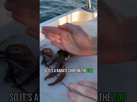 How to humanely kill a squid for food/bait.
