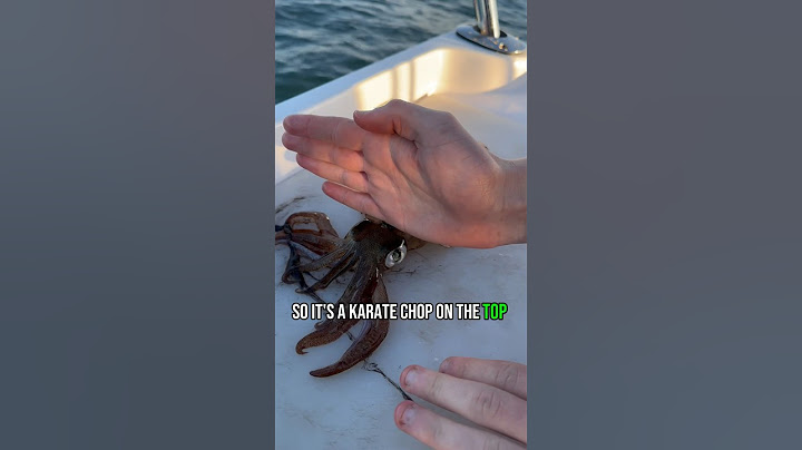 How to humanely kill a squid for food/bait.