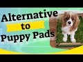 Alternative to Puppy Pads