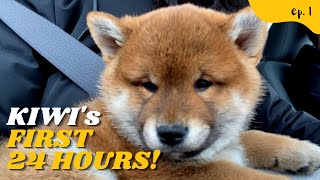 First 24 Hours with New Shiba Inu Puppy