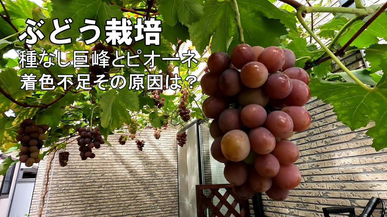 葡萄の収穫22 巨峰とピオーネ ４年生 Youtube