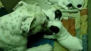 Perritos Bulldogs