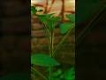 Creative Photography | Tips & Tricks #editing #photography #nature #tipsandtricks #viralshorts #fyp