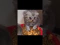 Funny cat memes v9 shorts cat memes