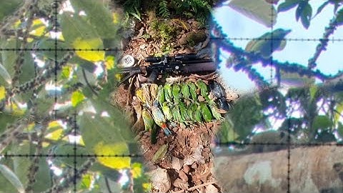 Hunting squirrels and birds eat Banyan fruit so many tua nas thiab noog noj txiv vaj khaum #4