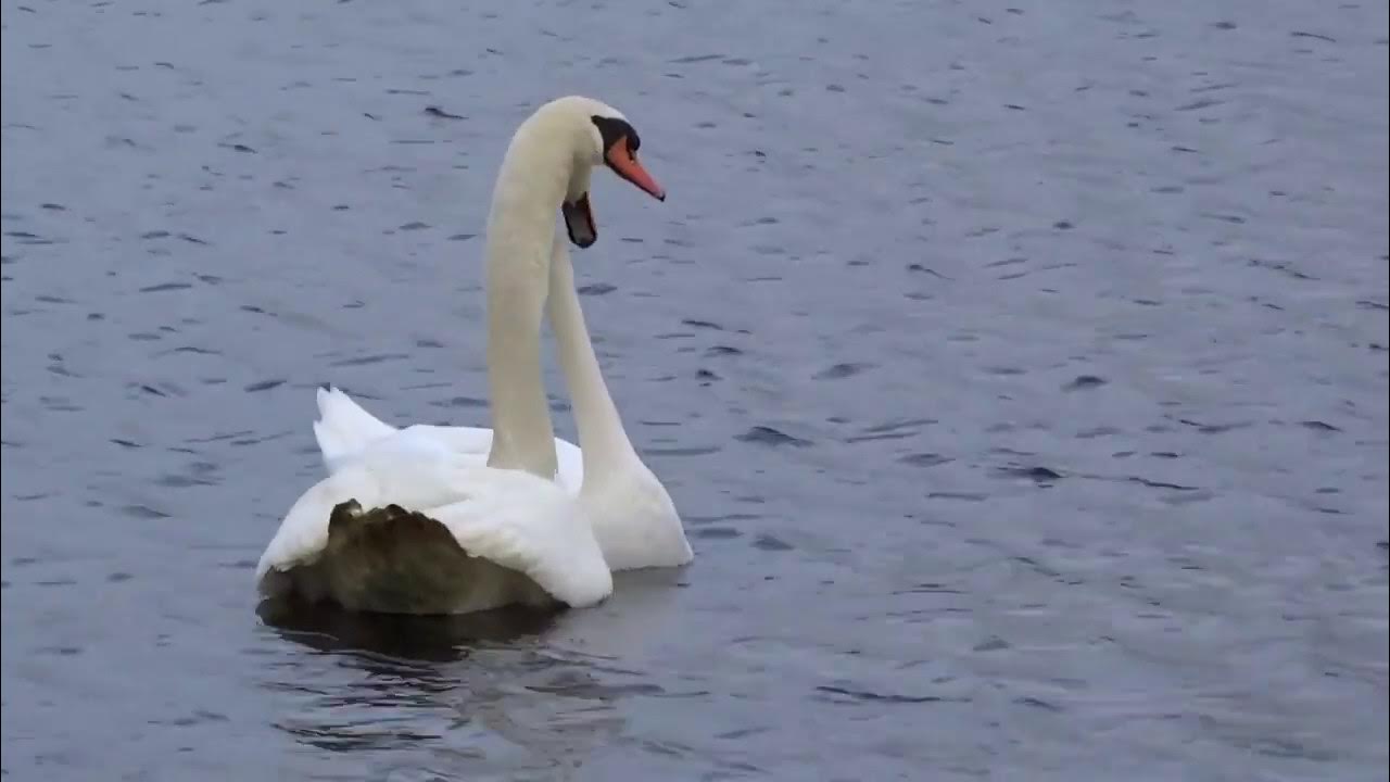 Любовь лебедей видео. Верность лебедей Димаш. Димаш лебеди лебеди. Любовь усталых лебедей. Усталый лебедь.