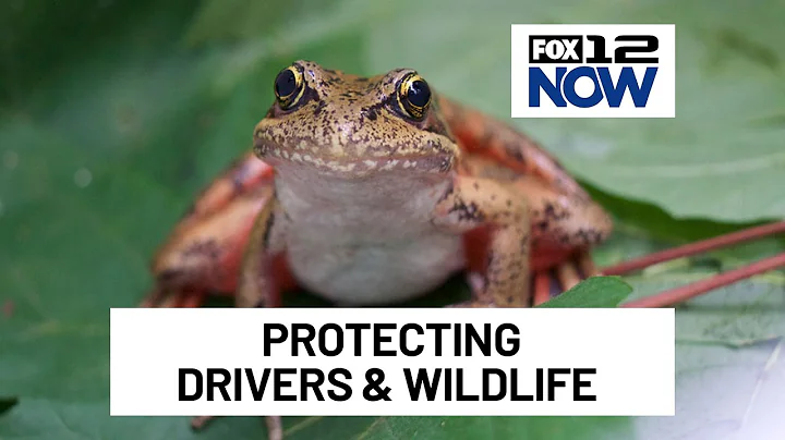 Building bridges to protect wildlife and drivers on Oregon highways