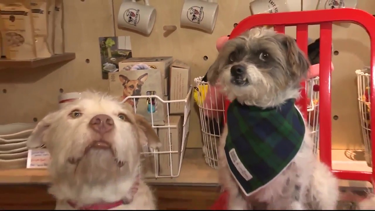 Dog Cafe opens in New York