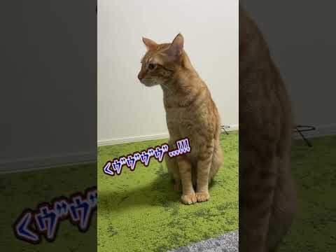 お気に入りの場所を取られて怒る猫...。　#shorts