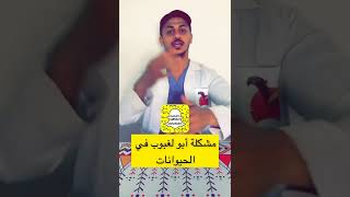 حل مشكلة ابو لغبوب في الحيوانات | الديدان الكبدية في الحيوانات