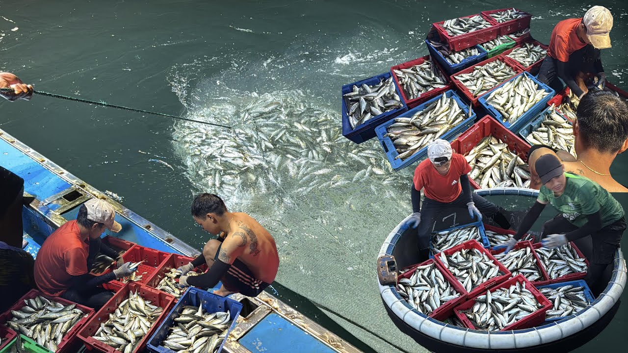 Nghề Đèn,Nước Chảy Xiết Mạnh,Kéo Tới Cuối Mới Thấy Cá, Vui Mừng Khi 1 Đêm 20tr - Dân Biển