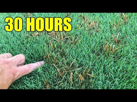 How to Kill Nutsedge in  Lawn