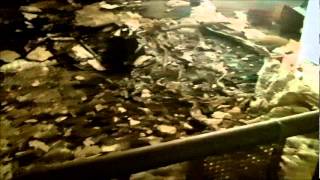 Another Destroyed Atlanta Foreclosure