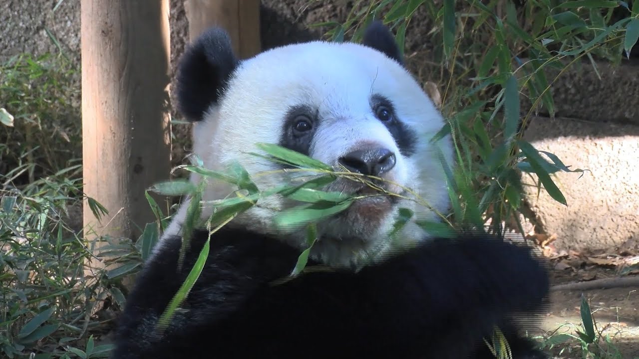 シャンシャンお食事中 上野動物園のジャイアントパンダ Youtube