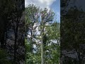 the top of the tree stuck into the ground