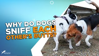 Why Do Dogs Sniff Each Other's Butts? by Top Dog Tips 275 views 1 month ago 6 minutes, 23 seconds