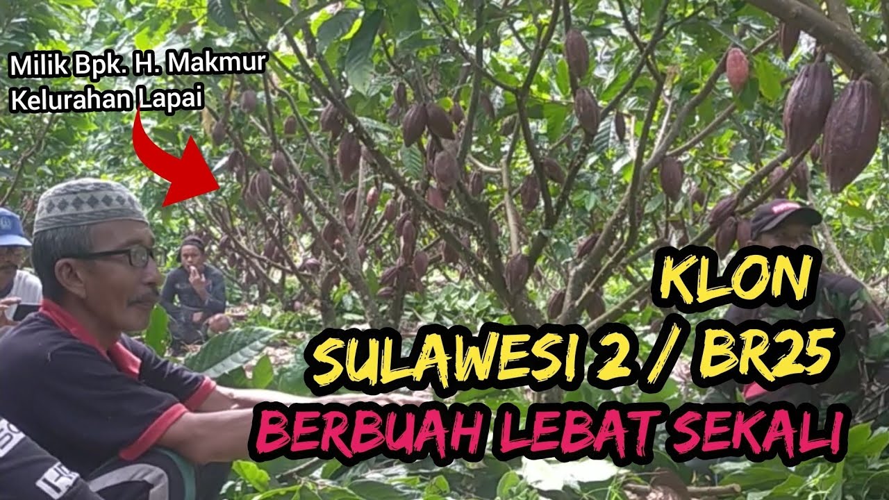kakao klon S2 |kakao berbuah lebat @acdkolut