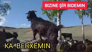 Bızıne Şir Bıdemın - Kürtçe Official Video  2020 #KürtçeŞarkı (Hareketli Şarkı)